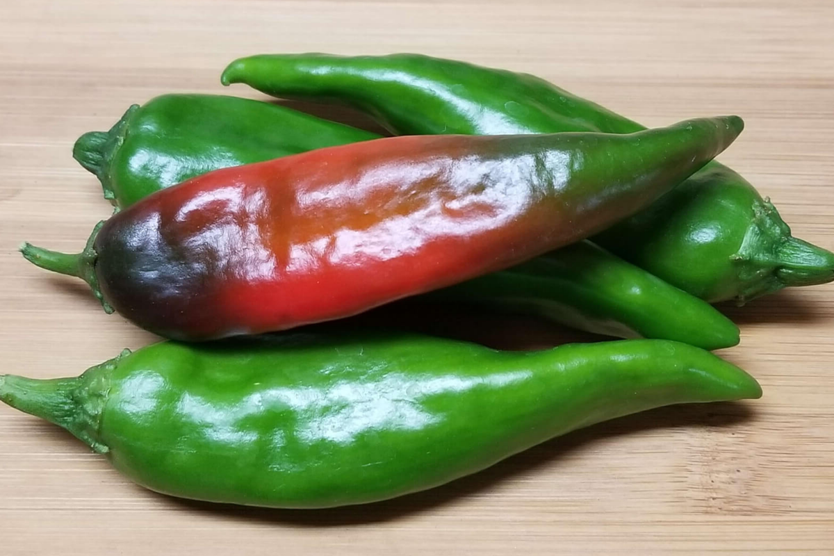 Lumbre Hot Pepper Seeds 250mg | Fiery Red Capsicum annuum | Compact, High Yield for Salsa & Mexican Cuisine
