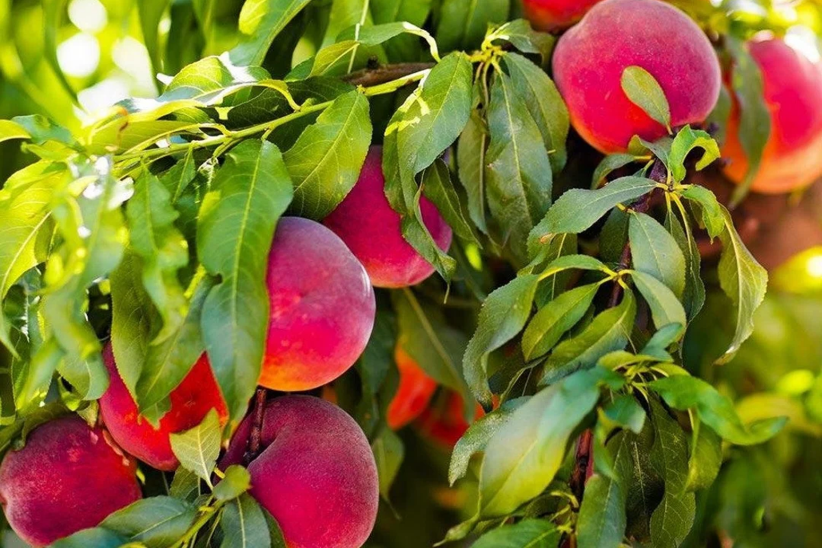 Bare Root Red Skin Peach Tree 2-3 Ft Live Fruit Tree (Prunus persica) - Sweet Juicy Peaches for Home Garden