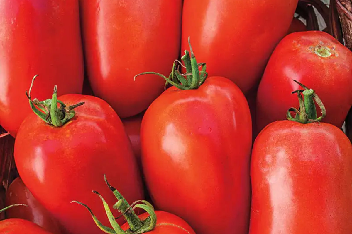 Tomato Roma Seeds 100mg - Heirloom Non-GMO Solanum lycopersicum for Sauces, Pastes, Canning, & Robust Harvests