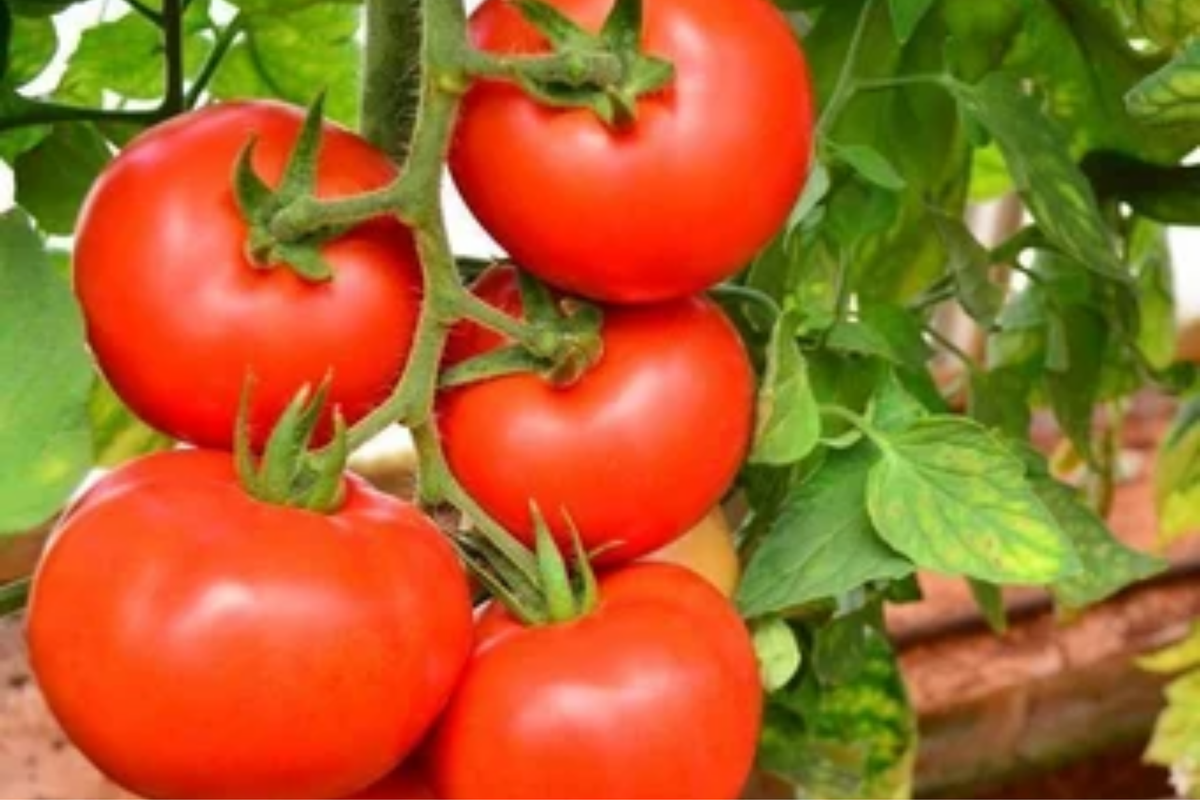 Tomato Seeds 100mg Ace 55 Heirloom Low-Acid Non-GMO Solanum lycopersicum for Salads Sauces Slicing
