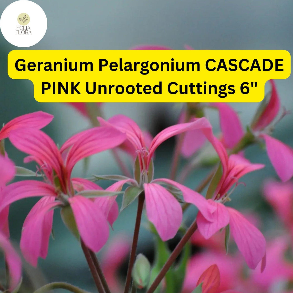 Christmas Cactus Starter Plant - Miss Shimano - Schlumbergera Truncata - Well-Rooted Indoor Cactus for Holiday Decor