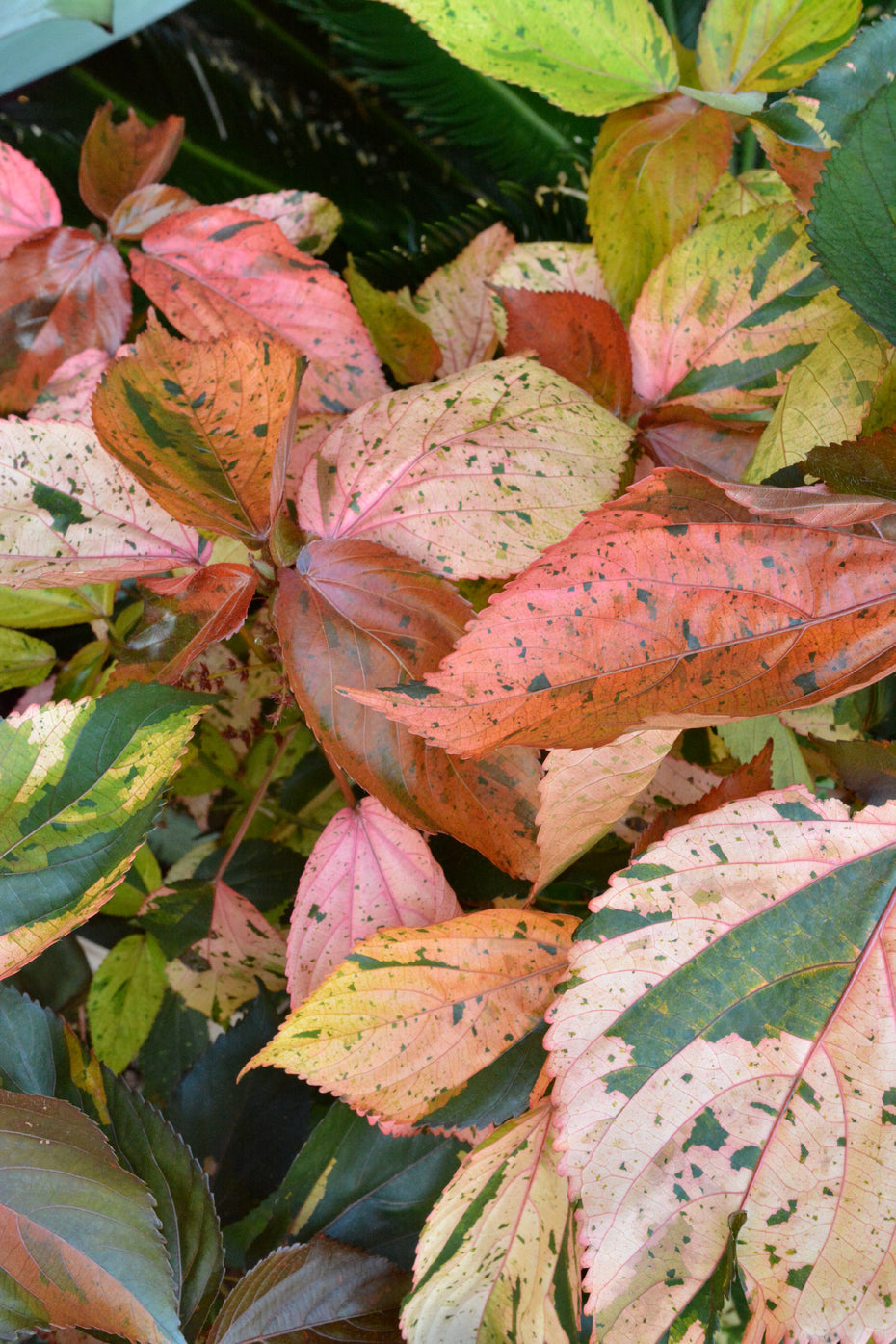Acalypha Wilkesiana Tricolor Cuttings – Variegated Copperleaf – Live Tropical Foliage Plant – Unrooted Starter Stems for Propagation