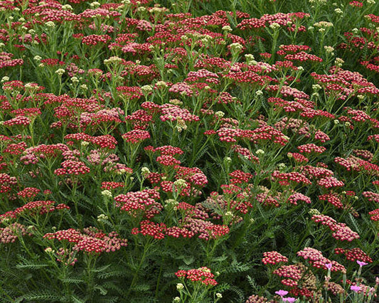Live Red Yarrow Plant - Achillea millefolium - Perennial in 1 Pint Pot - Drought Tolerant, Compact, Pollinator Friendly