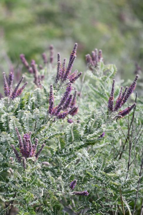 Amorpha canescens Seeds – Lead Plant Native Prairie Shrub Drought Tolerant Pollinator Plant 50 Seeds