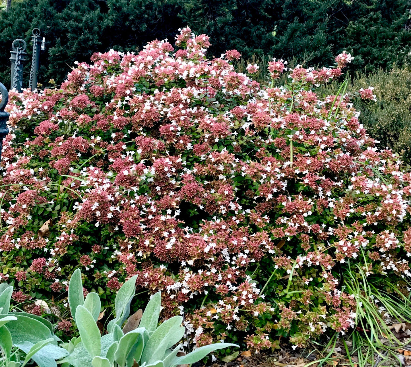 3 Abelia ‘Rose Creek’ Plants – 2” Bare Root Shrubs with White Flowers, Fragrant, Pollinator-Friendly, Compact Landscape Plants