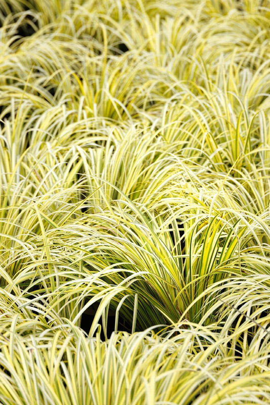 Live Golden Sweet Flag Bareroot Aquatic Plant Acorus gramineus ‘Ogon’ for Water Gardens and Pond Margins