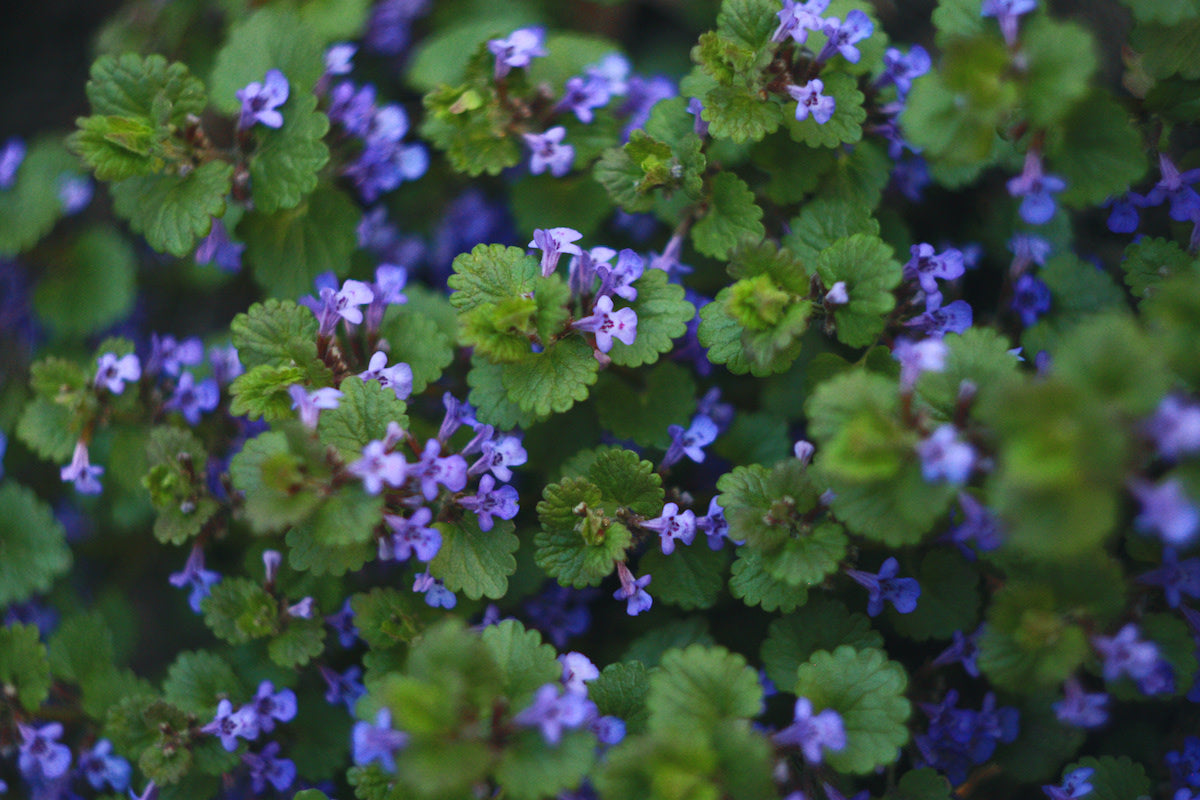 Creeping Charlie Friendship Plant | Pilea nummulariifolia Live Bare Root Ground Cover or Hanging Plant