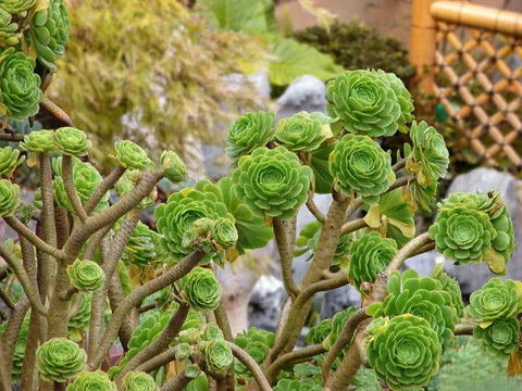 10 Aeonium Succulent Cuttings | Large Rosettes 3+ Inches | Live Unrooted Plants | Drought-Tolerant Rare Varieties