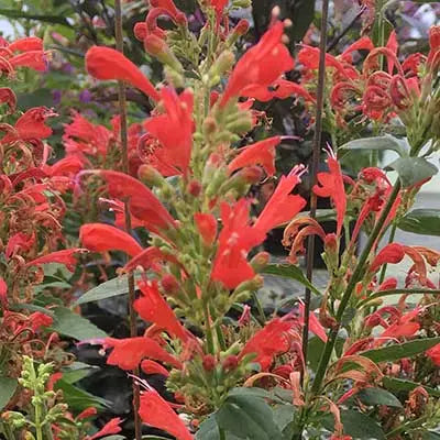 Agastache Kudos Red Live Plant – Bareroot Hummingbird Mint Perennial for Pollinators – Zones 5-10