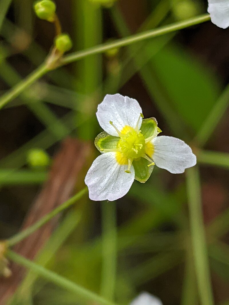 300 Alisma triviale Seeds – Large-Flowered Water Plantain Native Wetland Perennial, Pollinator & Wildlife Friendly