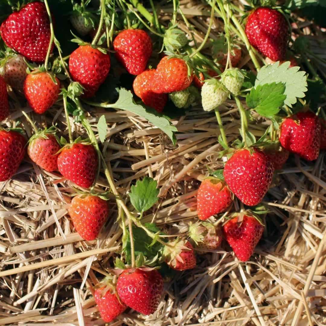 Allstar Strawberry Plants – 10 Bare Root June-Bearing Variety – Large Sweet Berries – High Yield Cold Hardy Garden Fruit