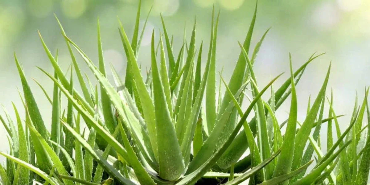 Set of 2 Organic Aloe Vera Plants Bare Root 8–12 Inches | Medicinal Succulent for Skin Care & Home Garden