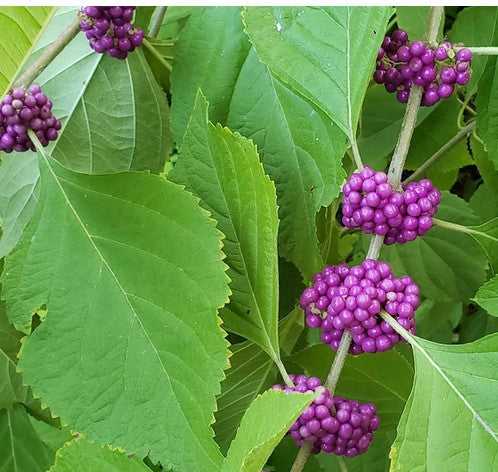 Beautyberry Bush Cuttings – 4 Live Unrooted Stems, Callicarpa americana, Native Wildlife & Pollinator Plant, Purple Berry Shrub