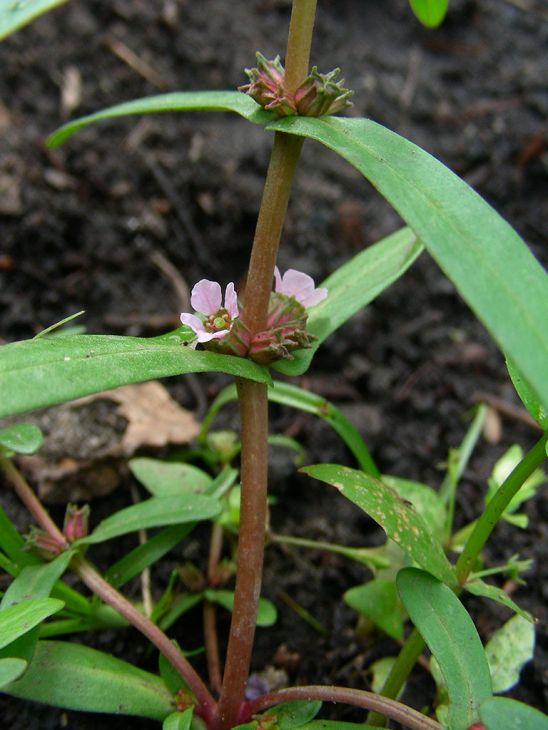 Ammannia Coccinea Seeds 1000 Scarlet Toothcup Native Wetland Plant for Pond & Bog Gardens, Red Stems, Pollinator Support