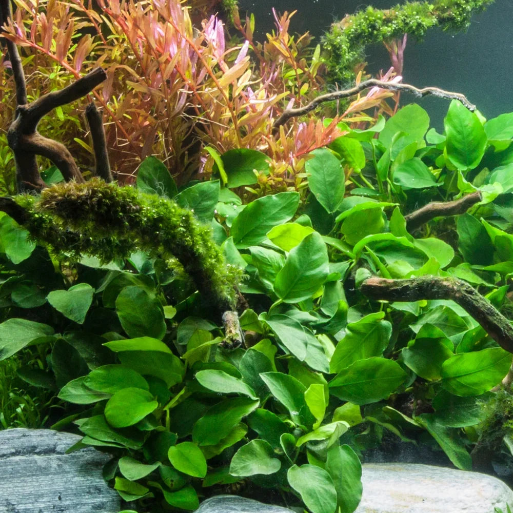 Anubias Barteri Nana Live Aquarium Plant | Small Bare Root Freshwater Aquascape Plant | Hardy Low Light Aquarium Plant