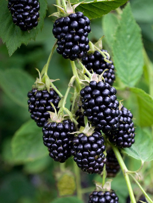 Organic Blackberry Cuttings – Unrooted Heirloom Rubus fruticosus for Home Gardening, Fresh Pesticide-Free Berry Plants