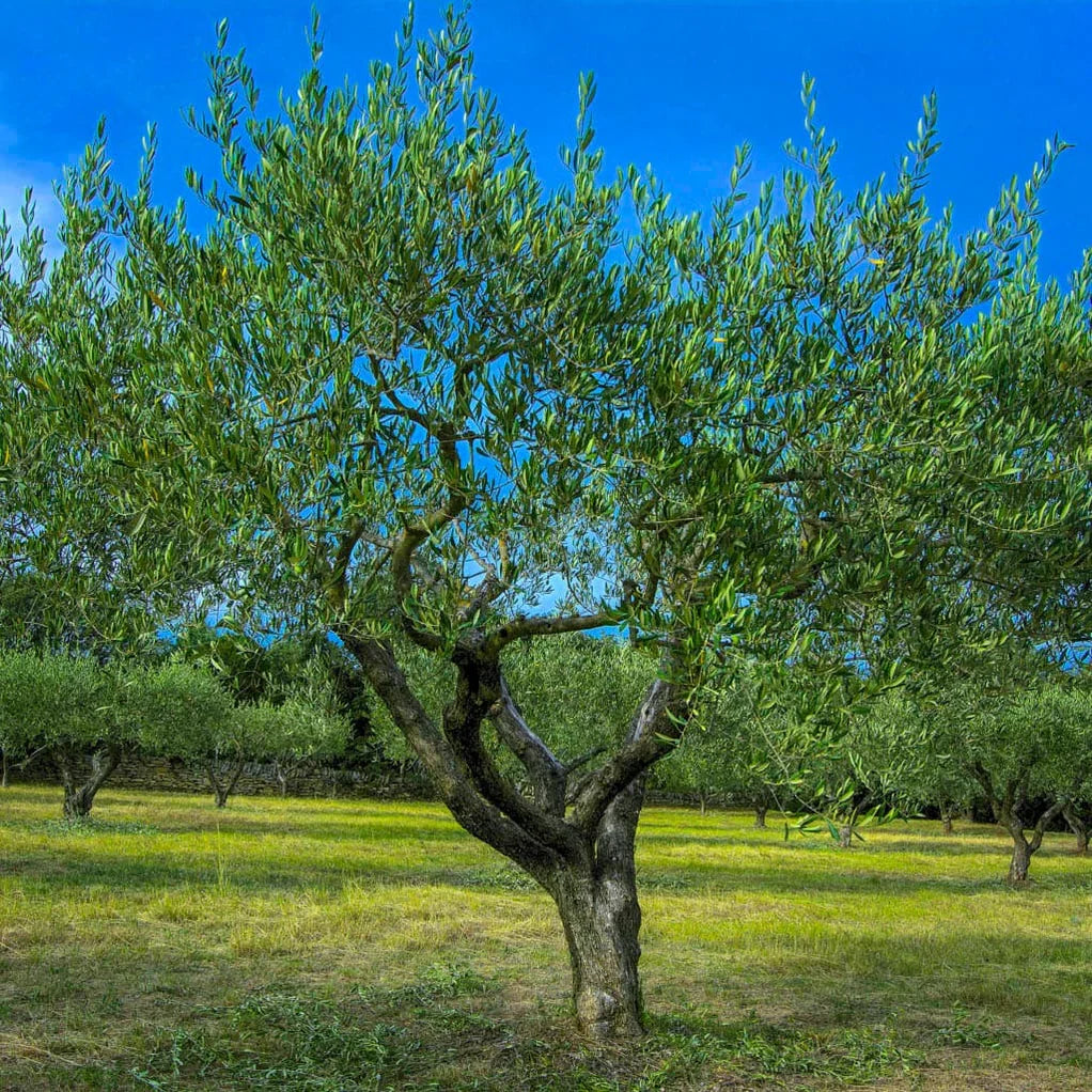 Arbequina Olive Tree Starter Plant – 1 Live Young Tree, Cold Hardy, Self-Pollinating, Mediterranean Olive, Drought Tolerant, Container & Garden