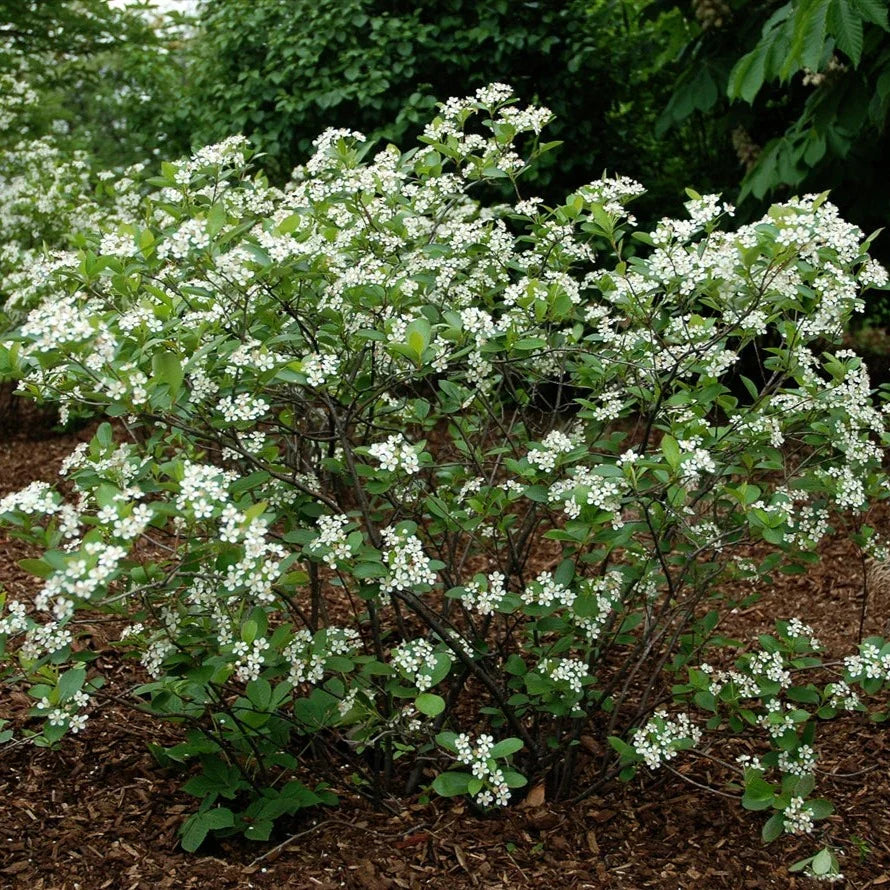 12 Aronia Black Chokeberry Cuttings | Unrooted Hardwood Set | Edible Berries | Native Shrub | Aronia melanocarpa