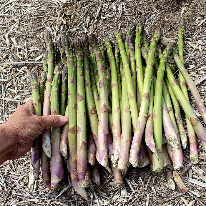 10 Millennium Asparagus Bare Root Crowns – Perennial Vegetable, Non-GMO, Heirloom, Cold Hardy, Heavy Yielding, 2-Year Live Plants