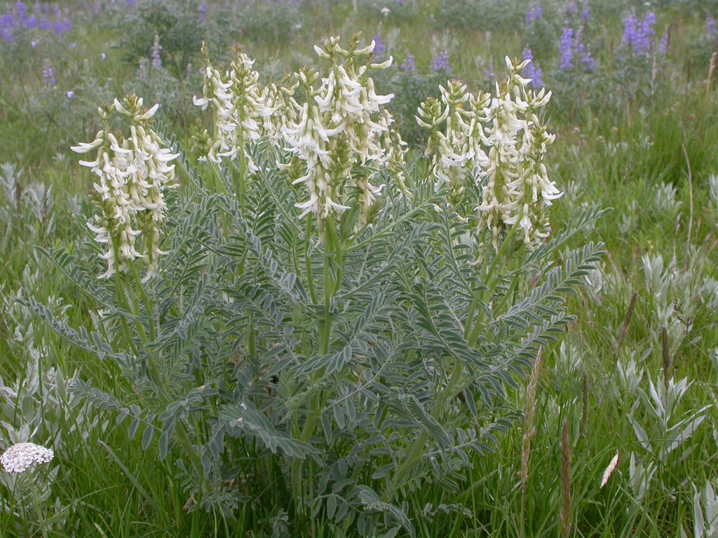 Astragalus drummondii Seeds – Woolly Milkvetch Wildflower, Non-GMO Perennial Seeds for Pollinator Gardens