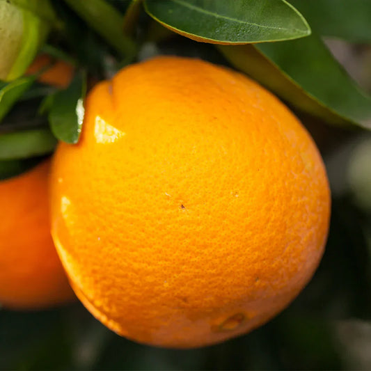 Navel Orange Cuttings 6-8 Inch Unrooted Organic Citrus sinensis for Grafting and Rooting, Sweet Citrus Scion Wood