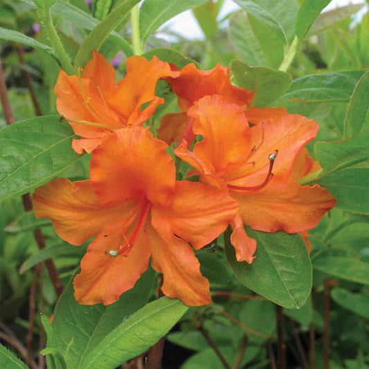 Mandarin Lights Azalea Starter Plant – Orange Deciduous Shrub Rhododendron ‘Mandarin Lights’ – Live Bareroot Flowering Shrub