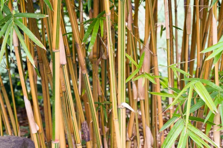 Bambusa Alphonse Karr Bamboo Live Division | Golden Hedge Clumping Bamboo for Privacy Screen | Fast Growing Non-Invasive Plant