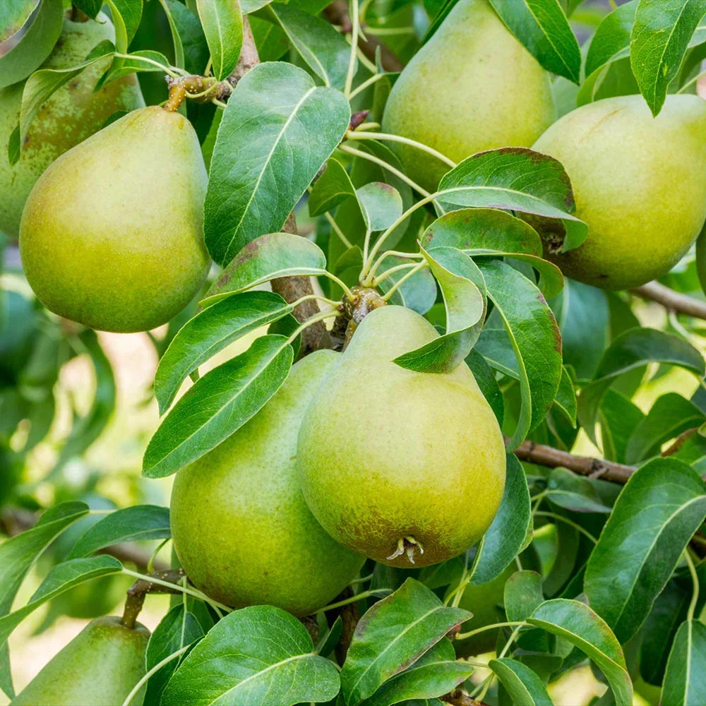 10 Bartlett Pear Tree Cuttings – Unrooted Pyrus communis Scion Wood for Grafting & Propagation