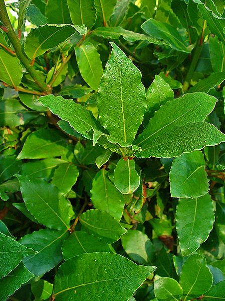 Live Bay Laurel Herb Plant - Laurus nobilis - Culinary Evergreen in 2.5" Pot for Kitchen, Garden & Pots