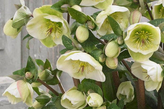 Hellebore ‘First Dance’ Perennial – Gal Size, Healthy Roots & Foliage, Lenten Rose, Helleborus x hybridus, Shade Garden Plant
