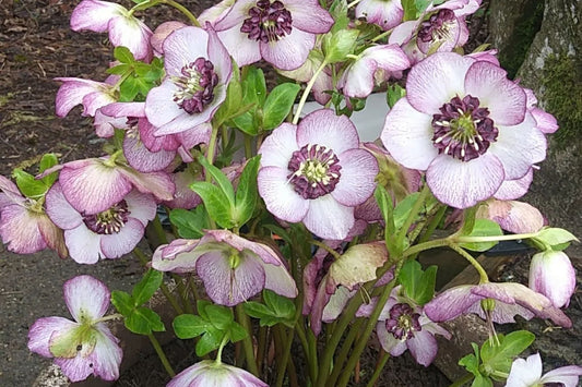 Hellebore ‘French Kiss’ Gal Size Perennial with Double White Pink Veined Flowers Helleborus x hybridus
