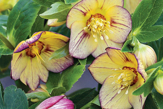Hellebore ‘Tropical Sunset’ Perennial – Established Gal Size Lenten Rose with Foliage – Helleborus x hybridus Garden Plant