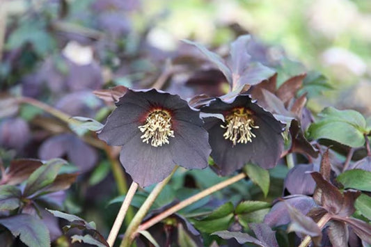 Hellebore ‘Black Tie’ Gal Size Perennial – Winter Blooming Lenten Rose, Helleborus x hybridus, Shade Garden Plant