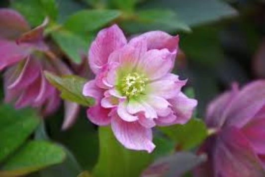 Hellebore ‘Maid of Honor’ Gal Size Perennial – Helleborus x hybridus Lenten Rose with Viable Roots & Foliage