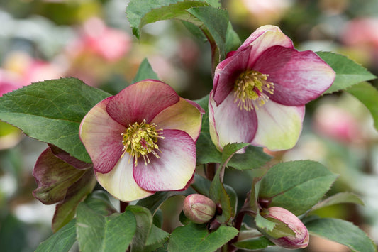Hellebore ‘Dark Picotee’ Perennial – Established Gal Size, Shade Garden, Lenten Rose, Helleborus x hybridus