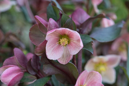 Hellebore Frosty Rose Gal Size Plant Shade Perennial Helleborus x hybridus with Healthy Roots