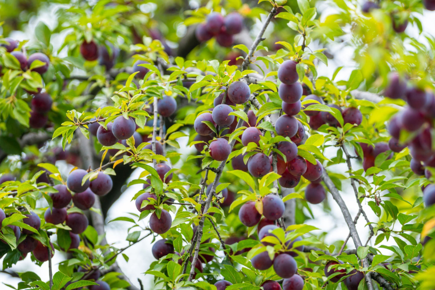 Santa Rosa Plum Tree – Live Bareroot Plant up to 2ft Tall – Prunus salicina Fruit Tree for Home Orchard and Small Gardens