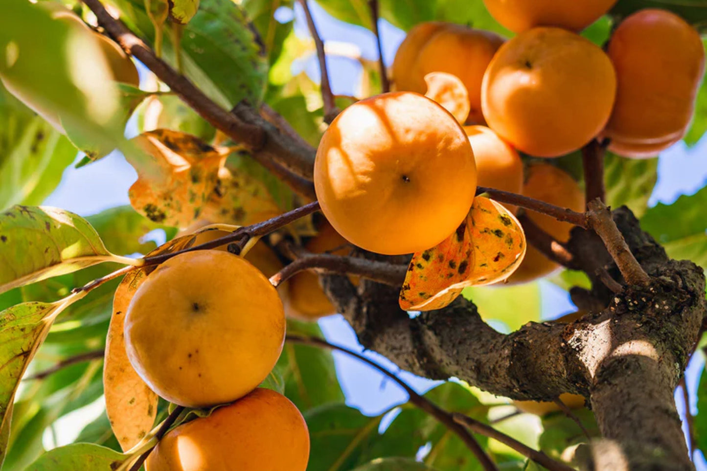Fuyu Persimmon Tree – Live Bareroot Plant up to 2ft Tall – Diospyros kaki Non-Astringent Sweet Fruit Tree for Home Orchard