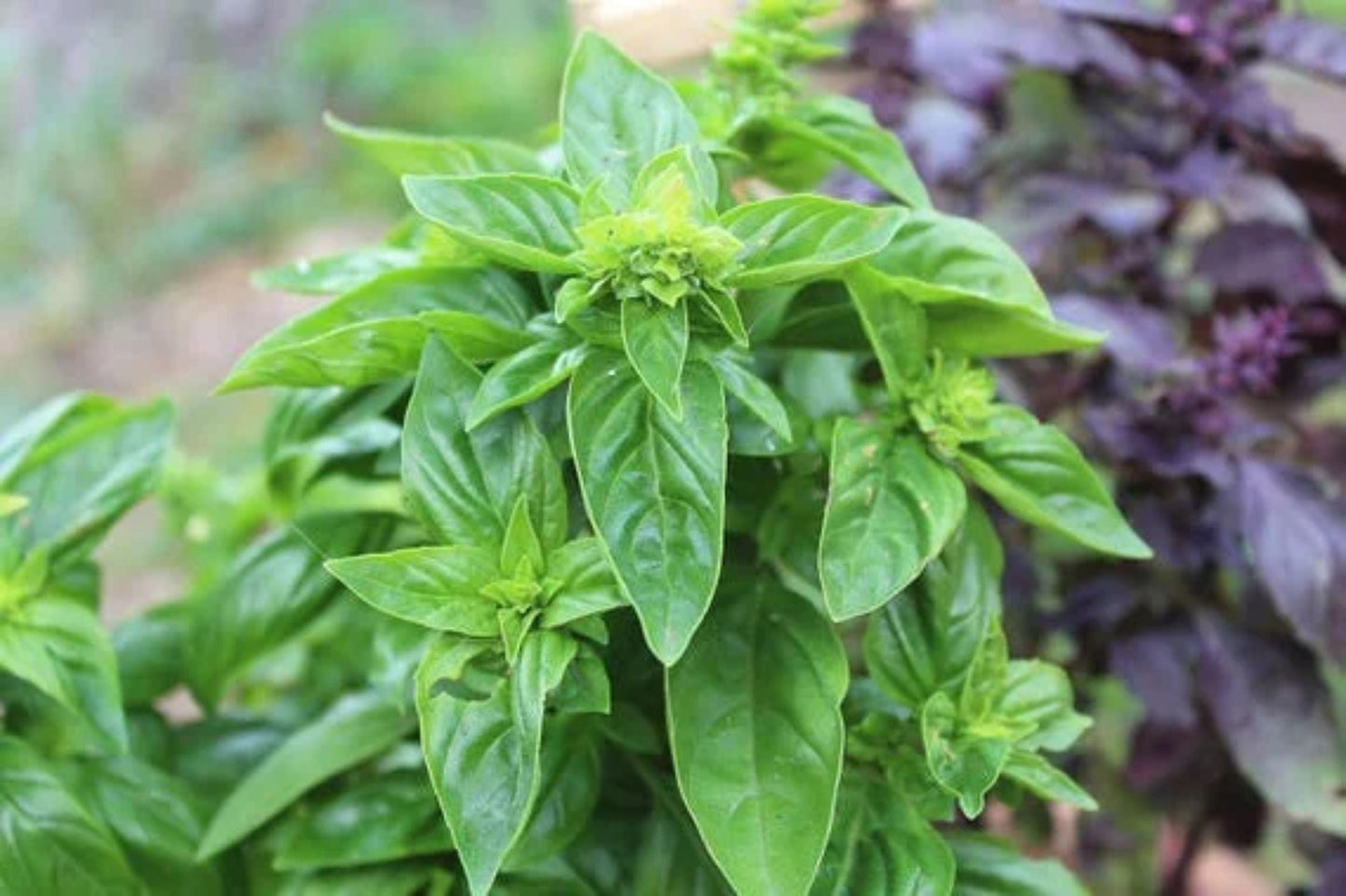 Sweet Italian Basil Live Plant – Multiple Rooted Bundles – Organic Herb for Cooking, Pesto, Garden, Indoor & Outdoor Growing – Ocimum basilicum