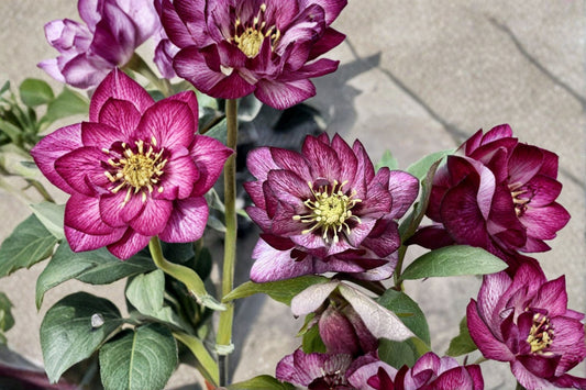Hellebore ‘Whirlwind Romance’ Gal Size Perennial with Healthy Roots, Intact Foliage, Lenten Rose, Helleborus x hybridus