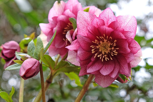 Hellebore ‘Maid of Honor’ Gal Size Perennial with Viable Roots, Untrimmed Foliage, Lenten Rose, Helleborus x hybridus