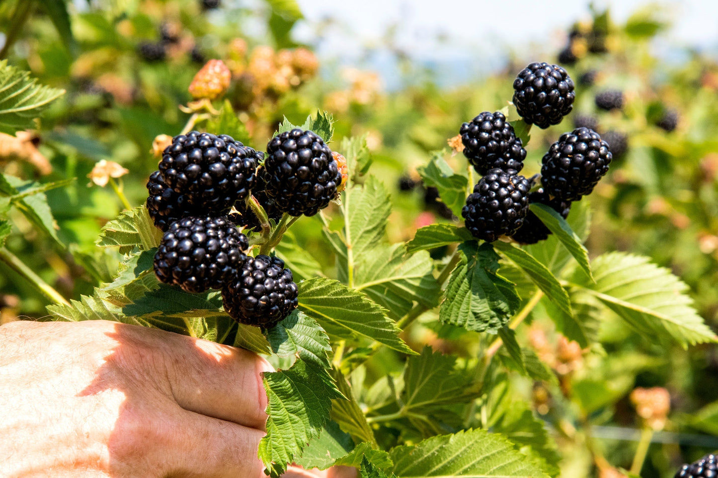 Ponca Thornless Blackberry Plants – Bare Root Rubus Hybrid Bushes for Garden, Patio, or Home Orchard Growing
