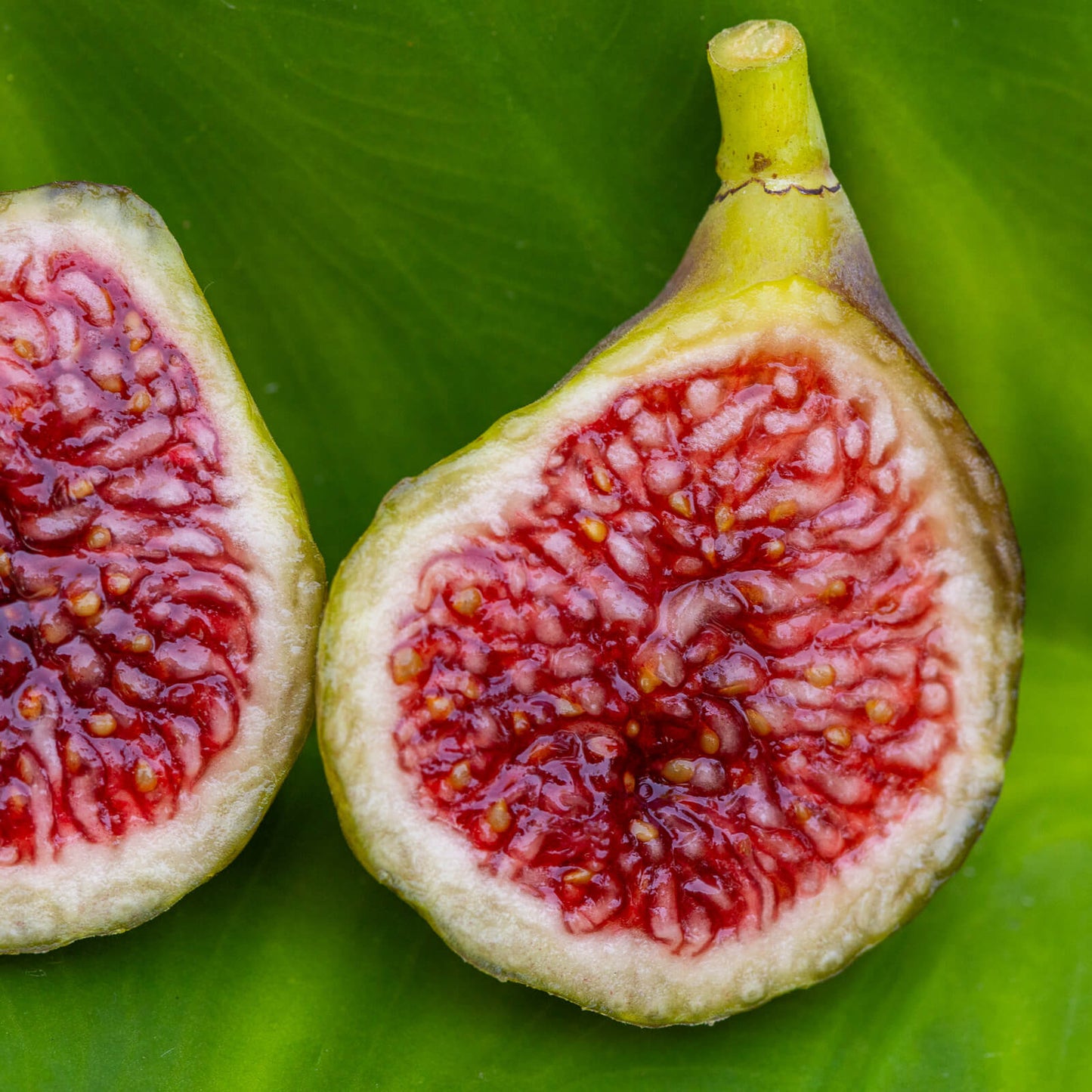 Unrooted Fig Cutting 8"+, Blava Campanera Ficus carica, Rare Spanish Dark Purple Fig Tree for Propagation or Grafting