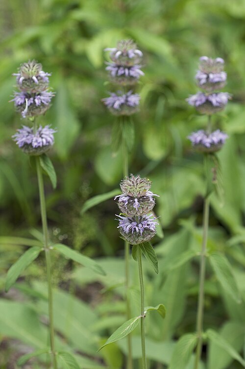Blephilia ciliata Seeds – Downy Wood Mint Ohio Horsemint Native Pollinator Wildflower 300 Seeds