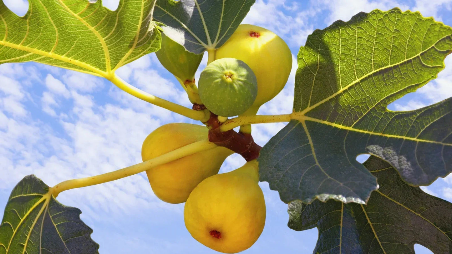 Yellow Long Neck Fig Tree – Ficus carica Bare Root Plant for Orchard, Garden, or Container with Sweet Yellow Figs