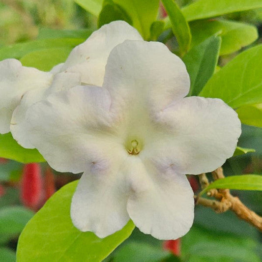 Lady of the Night Plants – Live Bare Root Starters – Fragrant Night Blooming Brunfelsia americana Tropical Shrub (3 Pack)