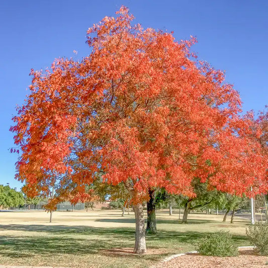 Live Chinese Pistache Tree 18” Tall Bare Root | Bright Fall Colors | Ornamental & Bonsai Pistacia chinensis