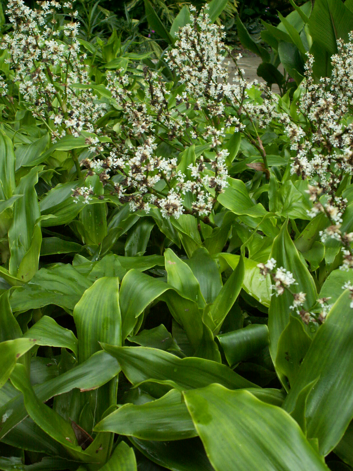 Basket Plant Cuttings 4-6" | Callisia fragrans | Unrooted Indoor Houseplant | Air Purifying & Medicinal