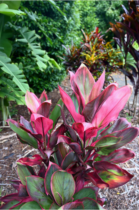 Hawaiian Ti Leaf Cuttings – 3 Unrooted 6" Cordyline fruticosa Hybrid Mix for Tropical Gardens & Containers