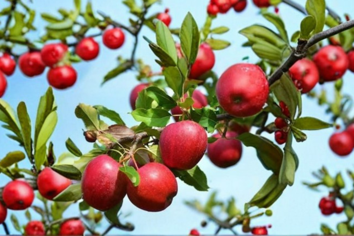 Wolf River Apple Tree Live Plant 4–6 Ft Fruit Tree Large Apples for Home Garden Backyard Orchard